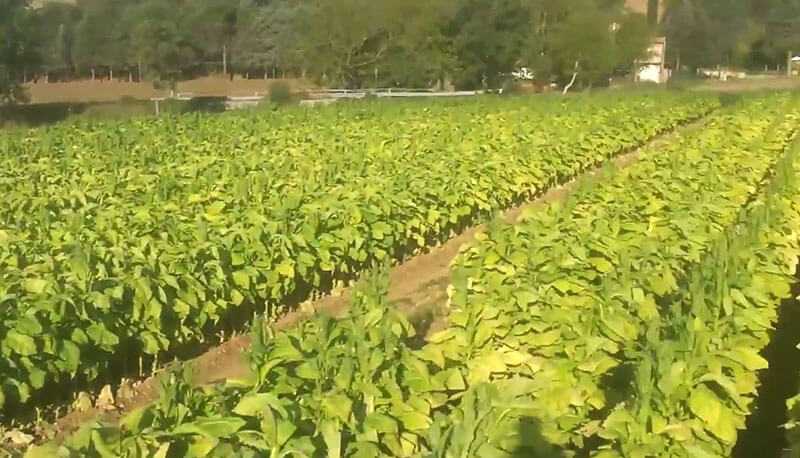 Il tabacco Virginia: dove nasce il tabacco utilizzato nel Narghilè