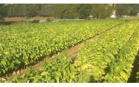 Virginia: il tabacco utilizzato nel Narghilè
