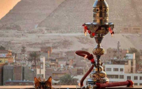 Dove compro la melassa per la shisha?